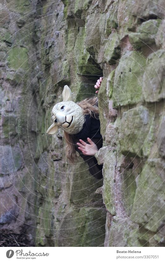 Welt der Tiere 4 Lamm Felsen Freundlich Schaf Natur Schafspelz