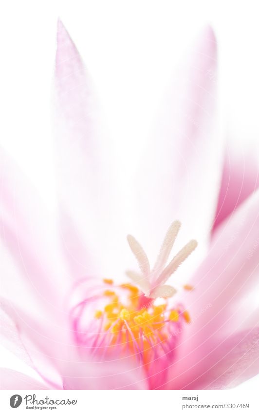Das Innere einer Osterkaktus-Blüte Hoffnung elegant Frühlingsgefühle Kraft Farbfoto leuchten Blühend Blume Pflanze Sommer mehrfarbig Blütenstempel Pollen