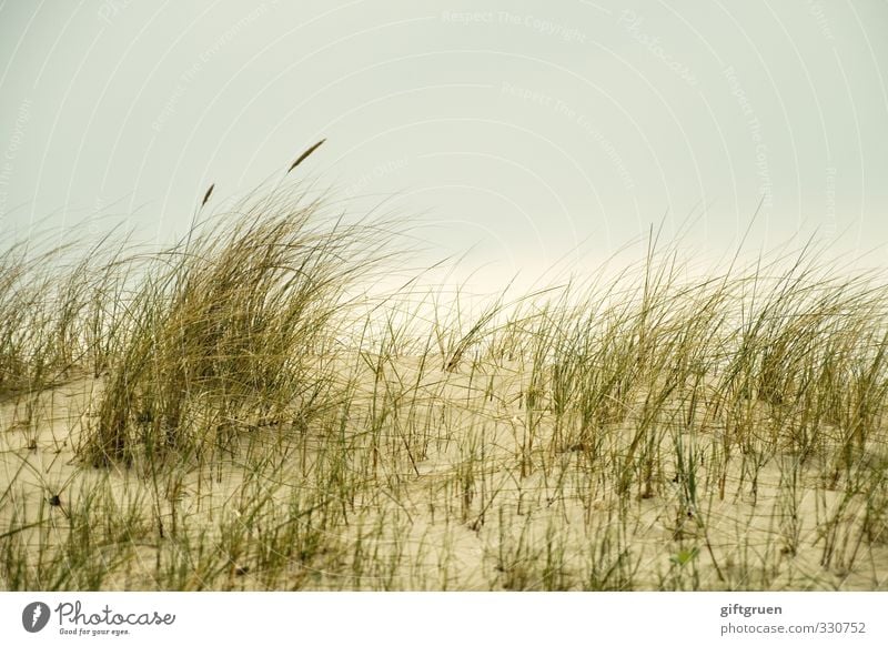 Dünengras Gras Pflanze Hügel Meer Sand Sandstrand Ostsee Gräser