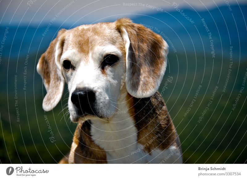 Portrait eines alten Beagles (Hund). Schönes Wetter Berge u. Gebirge 1 Tier beobachten Denken Jagd Blick träumen Freundlichkeit natürlich weich braun weiß