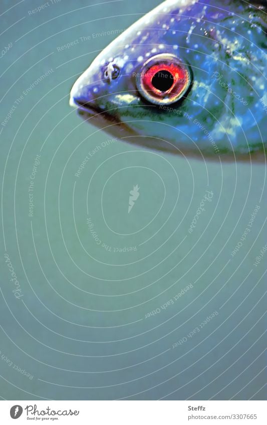redeye Fisch Fischauge Fischkopf Auge rotes Auge Fischmaul beobachten Blick Begegnung anders schauen von oben schauen Beobachtung begegnen rundes Auge