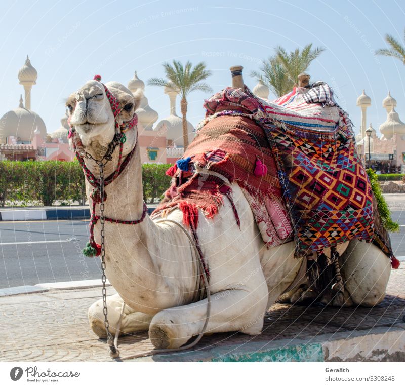Kamelreiten in einer hellen Decke auf der sonnigen Straße in Ägypten exotisch Ferien & Urlaub & Reisen Tourismus Entertainment Tier Oase Stadt Verkehr Stoff