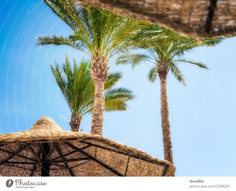 tropische Palmen und Holzschirme im Hintergrund in Ägypten exotisch Ferien & Urlaub & Reisen Tourismus Strand Pflanze Himmel Wolken Klima Baum Blatt heiß blau