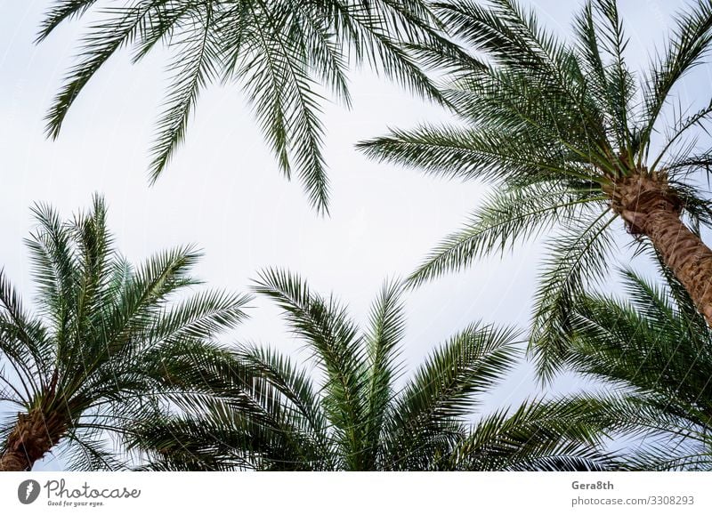 Unteransicht der Palmenzweige und des blauen Himmels exotisch Ferien & Urlaub & Reisen Tourismus Sommer Gesäß Natur Pflanze Klima Baum Blatt Urwald frisch heiß