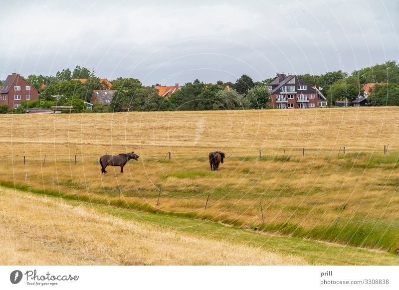 Spiekeroog in East Frisia Sommer Insel Landwirtschaft Forstwirtschaft Landschaft Pflanze Wiese Küste Dorf Pferd authentisch Ostfriesland Landkreis Friesland