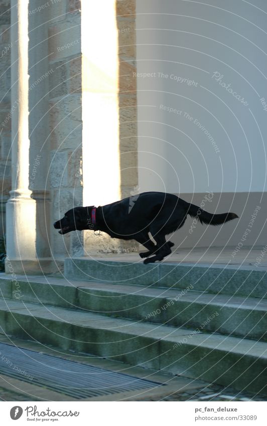 Schwarzer Gepard Hund 100 Meter Lauf rennen Treppe