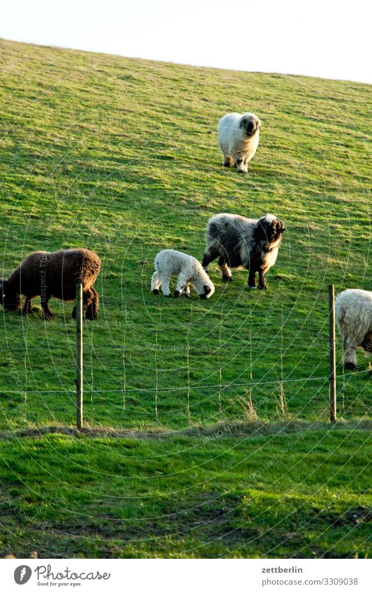 Schafe auf der Weide in Vitt Dorf Fischerdorf Insel Kap Arkona Küste Feuchtwiese Landschaft Mecklenburg-Vorpommern Ostsee Ostseeinsel Rügen