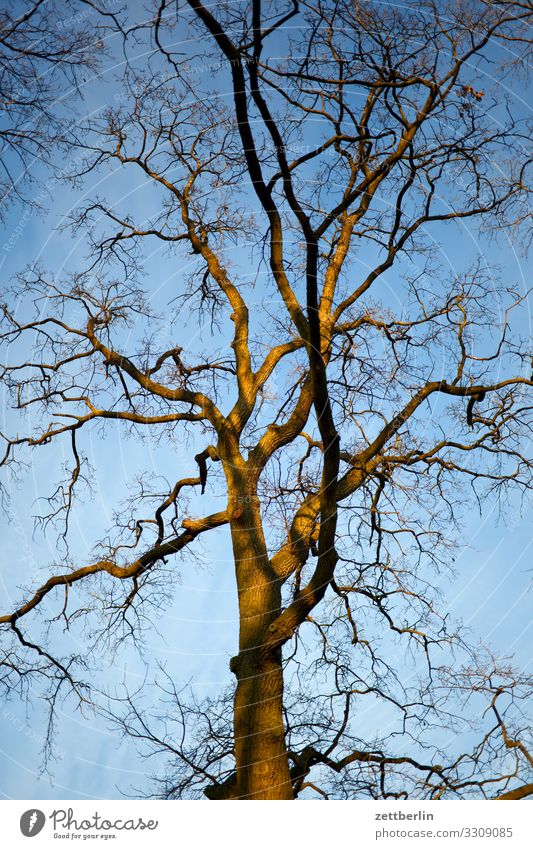 Baum Ast Himmel Himmel (Jenseits) Menschenleer Natur Pflanze ruhig Baumstamm Textfreiraum Zweig kahl Winter Herbst verzweigt Baumkrone Hintergrundbild