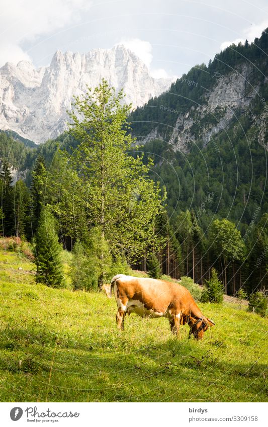 Alpenidyll in Slowenien Ferien & Urlaub & Reisen Sommerurlaub wandern Landwirtschaft Forstwirtschaft Natur Himmel Wolken Sonnenlicht Schönes Wetter Baum Wiese