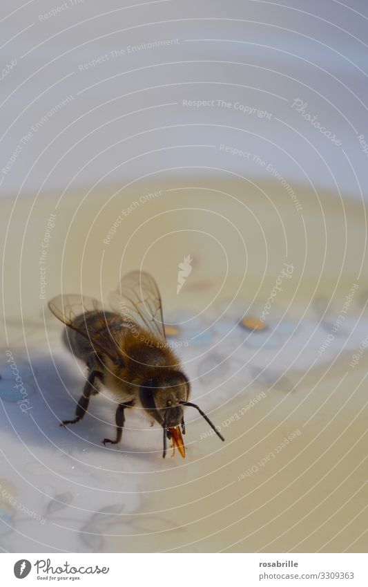hier riechts doch nach... | Honig – Biene beim Honigschlecken auf einem Teller süß Rüssel nah klebrig Detail Makro Insekt Buckfast abtasten untersuchen