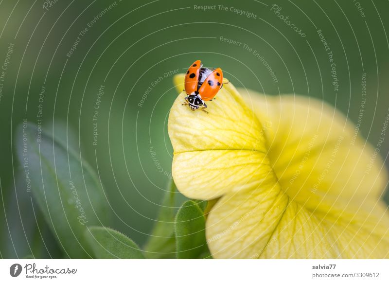 Marienkäfer sitzt auf gelber Blüte mit geöffnetem Flügel Natur Blume Sommer Pflanze Makroaufnahme Farbfoto Menschenleer Schwache Tiefenschärfe Nahaufnahme schön