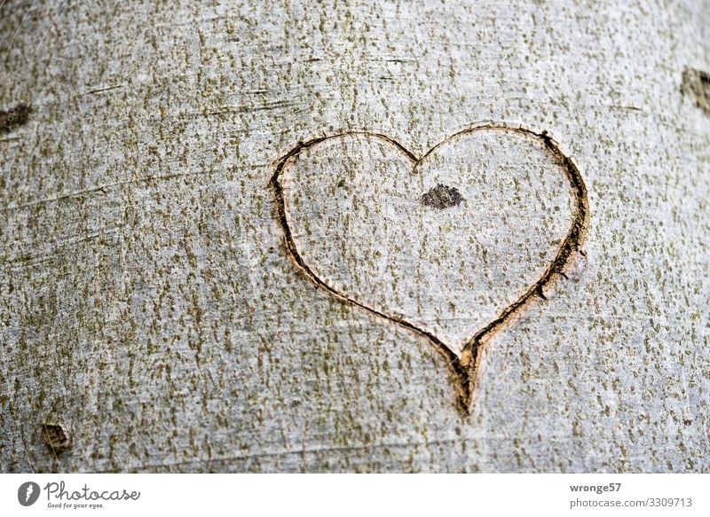 Ein Herz in die Rinde eines Baumes geschnitten Holz Zeichen Glück Lebensfreude Frühlingsgefühle Begeisterung Liebe herzförmig Baumstamm Baumrinde