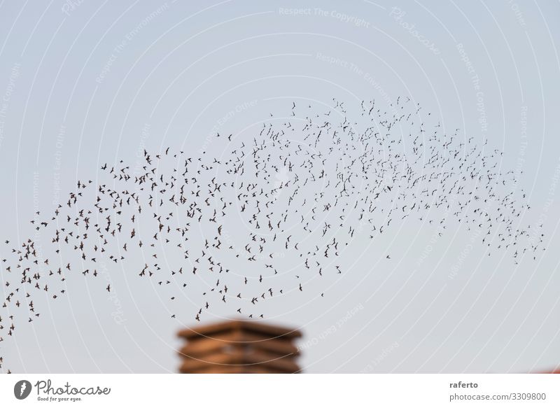 Vögel fliegen im Zug über einen Schornstein Sonne Fabrik Industrie Umwelt Natur Landschaft Tier Himmel Skyline Gebäude Wildtier Vogel dreckig retro braun Ende