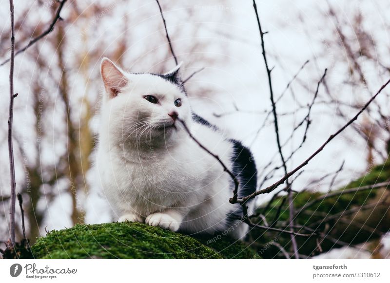 Katze im Baum Umwelt Pflanze Winter Schönes Wetter Moos Moosteppich Tier 1 beobachten liegen träumen warten natürlich Neugier niedlich schwarz weiß