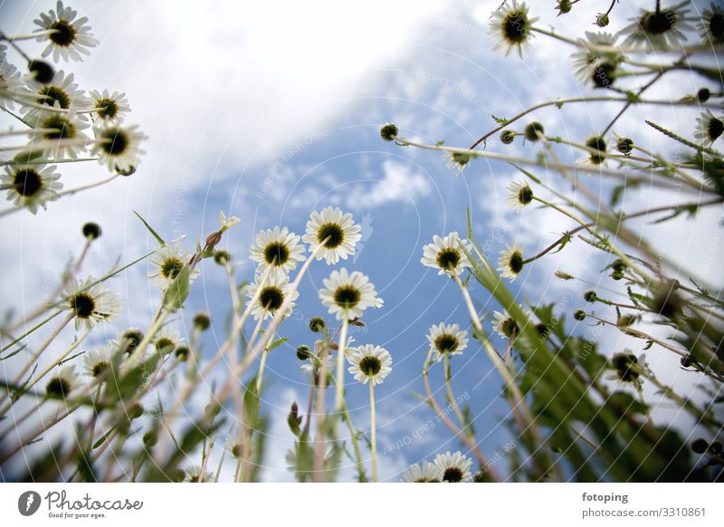 Blumenwiese schön Sommer Sonne Dekoration & Verzierung Natur Pflanze Schönes Wetter Gras Blatt Blüte Wildpflanze Wiese leuchten gelb rot weiß Blumenfeld