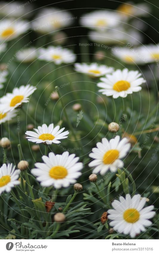 Blütezeit 3 Blume Margarite Wiese Sommer Pflanze Unschärfe schön Außenaufnahme Blühend grün weiß gelb