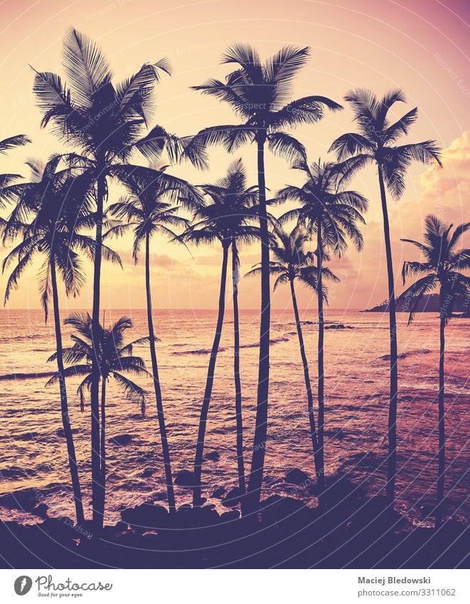 Kokospalmen Silhouetten bei Sonnenuntergang. schön Ferien & Urlaub & Reisen Sommerurlaub Strand Meer Insel Natur Horizont Baum exotisch Küste Idylle Sri Lanka