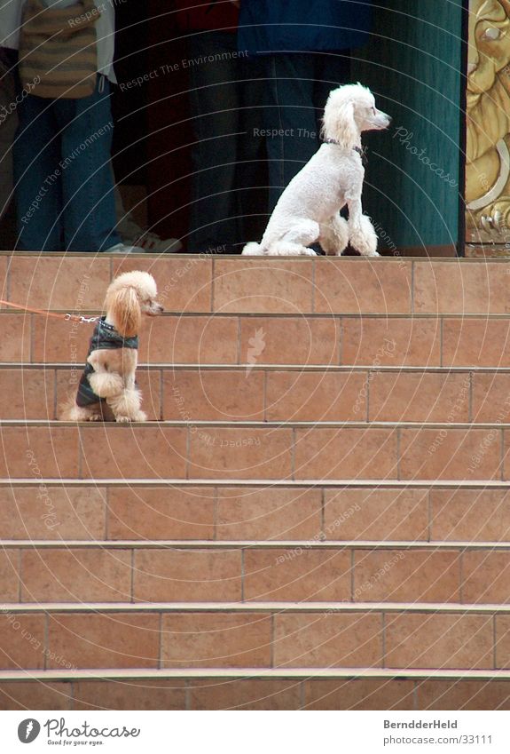 Pudel on the stairs weiß Haare & Frisuren anziehen Hund angeleint Treppe warten Rassehund verschönern Hundeleine Reinrassig