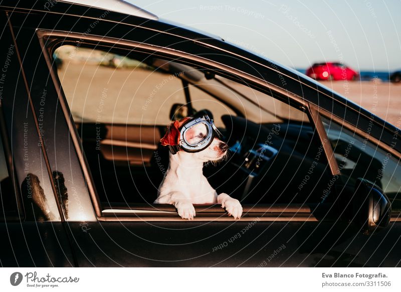 süßer Hund, der bei Sonnenuntergang in einem Auto mit einer Oldtimer-Brille reist Jack-Russell-Terrier PKW Ferien & Urlaub & Reisen Ausflug Freude niedlich
