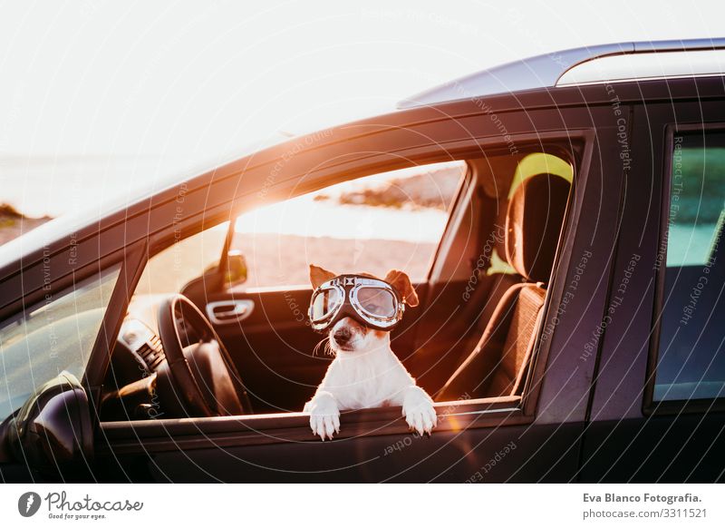süßer Hund, der bei Sonnenuntergang in einem Auto mit einer Oldtimer-Brille reist Jack-Russell-Terrier PKW Ferien & Urlaub & Reisen Ausflug Freude niedlich