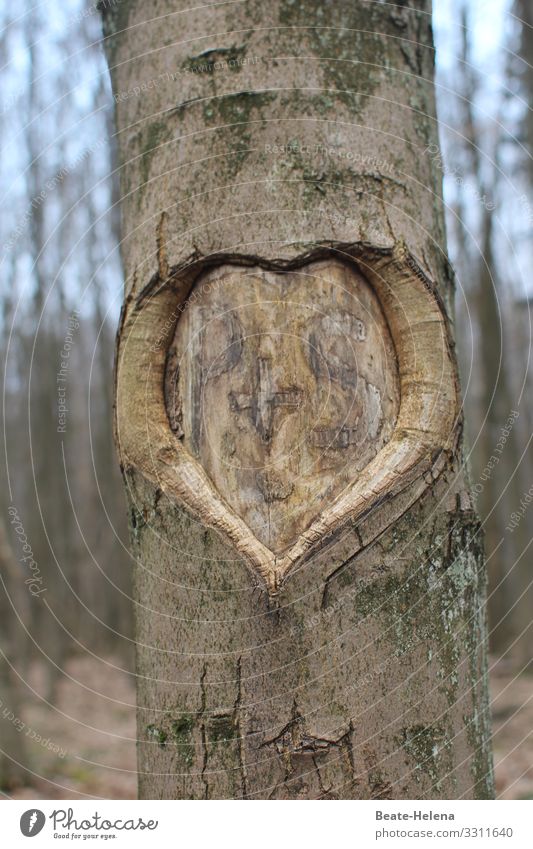 Auf immer vereint: Herz mit Initialen P+S in Baumrinde Liebe Rinde ritzen Außenaufnahme Natur braun Zeichen Baumstamm Verliebtheit Wald Ewigkeit