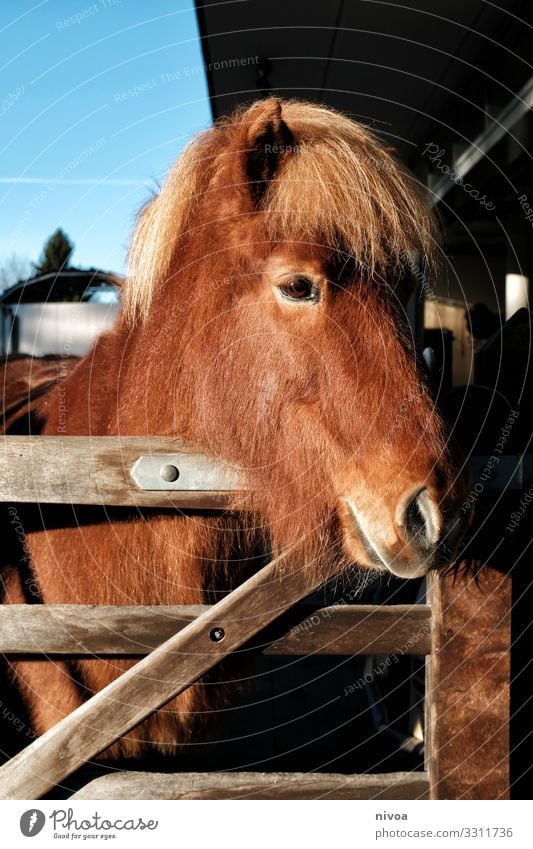 Islandpferd Fuchs Freizeit & Hobby Reiten Reitsport Umwelt Stall paddock Wege & Pfade Tier Nutztier Pferd Tiergesicht Fell Isländer Island Ponys 1 Herde Pferch