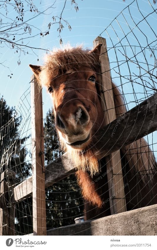 Isländer Fuchs schaut über den Zaun Pferd Pony Islandpferd Farbfoto Tierporträt Tag Menschenleer Island Ponys Außenaufnahme Natur Blick Mähne Nutztier