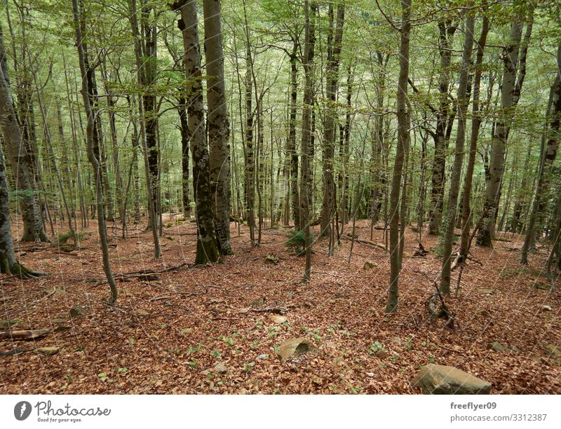 Wilder spanischer Wald schön Ferien & Urlaub & Reisen Sonne wandern Natur Landschaft Pflanze Herbst Nebel Baum Blatt Park Urwald hell natürlich gold grün Farbe