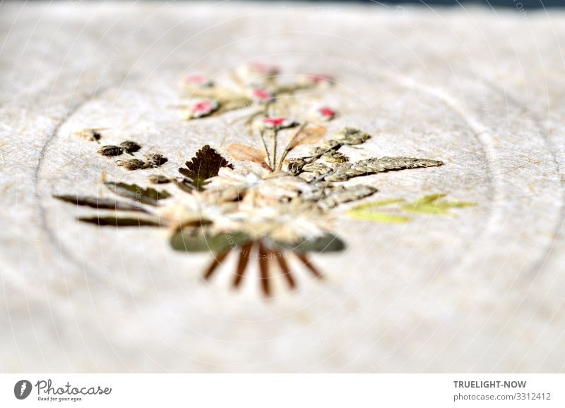Blütenträume en miniature - gepresst auf handgeschöpftem Papier Design Freude Glück harmonisch ruhig Meditation Freizeit & Hobby Basteln Handarbeit Kunst