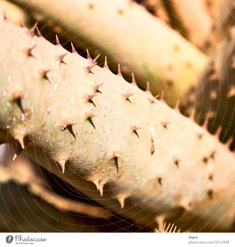 abstraktes Blatt einer Kaktuspflanze und Licht exotisch schön Leben Sommer Garten Dekoration & Verzierung Tapete Gartenarbeit Natur Pflanze Blume Wachstum
