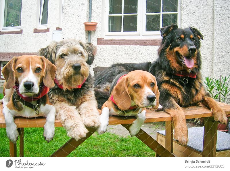 Vier unterschiedliche Hunde liegen brav auf einem Tisch Freude Freizeit & Hobby Spielen Garten Haustier Tiergesicht 4 Tiergruppe berühren Blick träumen warten