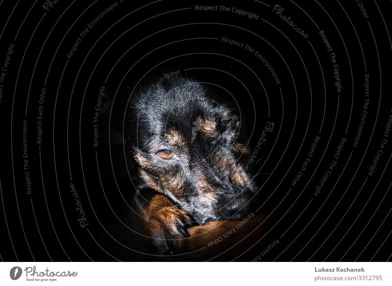 Alter schwarzer Hund isoliert auf schwarzem Hintergrund - trauriges Haustier schön Gesicht Tapete Arbeit & Erwerbstätigkeit Freundschaft Natur Tier Pelzmantel
