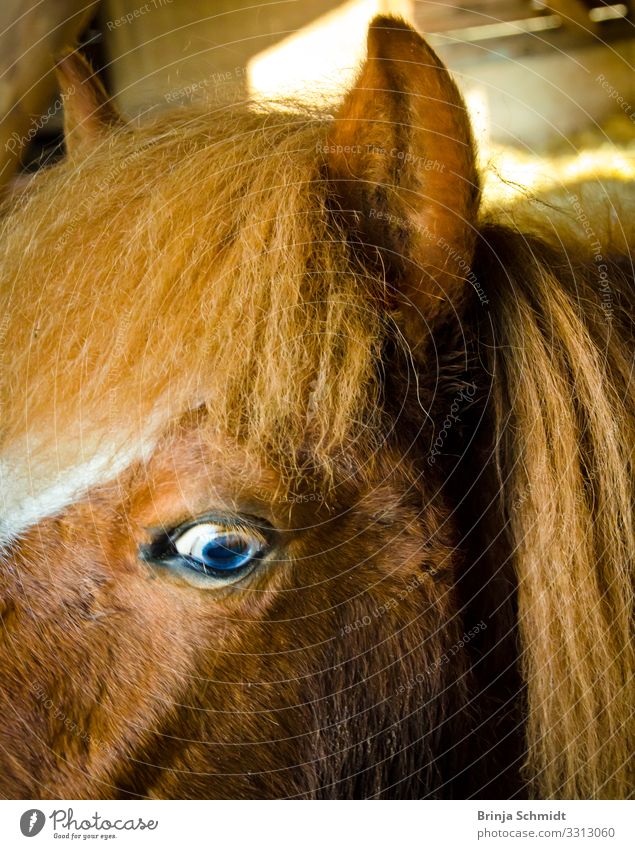 Profil eines Ponys mit blauen Augen Reiten Haustier Pferd Fell Island Ponys glänzend Lächeln Blick authentisch außergewöhnlich frech Fröhlichkeit frisch