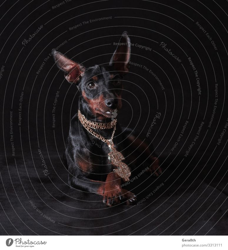 schwarz-brauner Miniatur-Pinscher-Welpe Tier Haustier Hund Metall reich gold groß schwarzbraun schwarzer Hintergrund züchten gekreuzt Kristalle blitzen Glamour