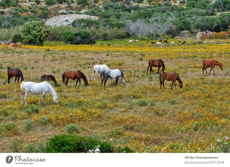 Wildpferde auf der sardischen Insel Asinara Pferde Equus ferus Sardinien Naturschutzgebiet Nationalpark Herde Tierschutz freilebend wild natürlich geschützt
