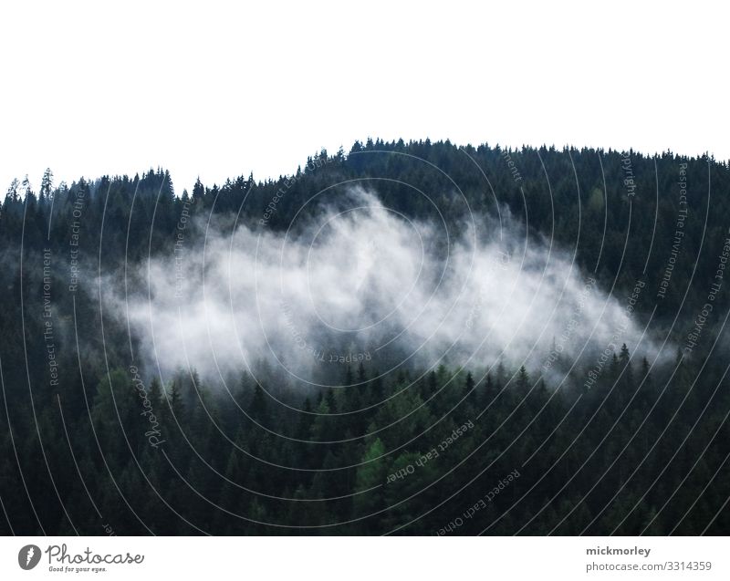 Nebel in den Wäldern Sinnesorgane Erholung ruhig Ausflug Ferne Freiheit Sommerurlaub Berge u. Gebirge wandern Umwelt Natur Landschaft Luft Wald Hügel Alpen