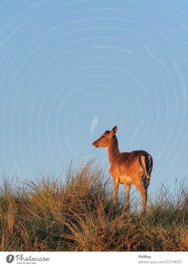 Damhirsch im Abendlicht Tier Wolkenloser Himmel Frühling Schönes Wetter Hügel Düne Wildtier Cervinae 1 Blick stehen blau braun Natur Umwelt Damwild Hirsche Horn