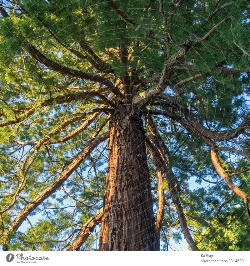 Mammutbaum (Sequoia) Natur Pflanze Baum Wildpflanze exotisch Park Wald USA Amerika natürlich grün Umwelt Zypresse Botanik Quadrat Farbfoto Außenaufnahme