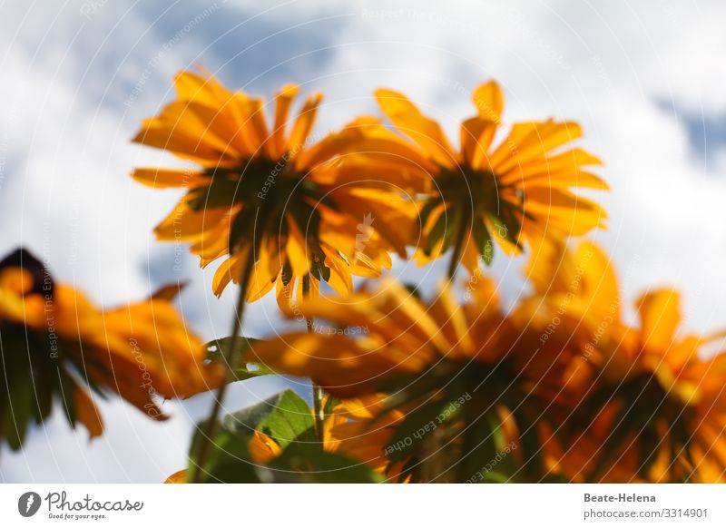 Blütezeit 5 Blumen Gelb himmelwärts perspektivisch Pflanze Natur Blühend Außenaufnahme natürlich schön