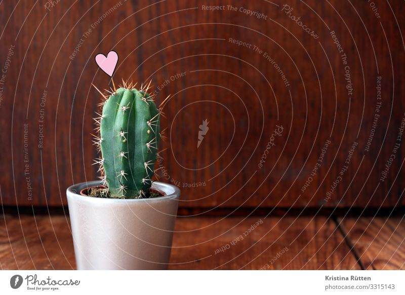 kaktusherz Valentinstag Hochzeit Pflanze Kaktus Topfpflanze Holz Zeichen Herz Liebe klein Spitze stachelig grün Dorn Zimmerpflanze Blumentopf organisch einzeln
