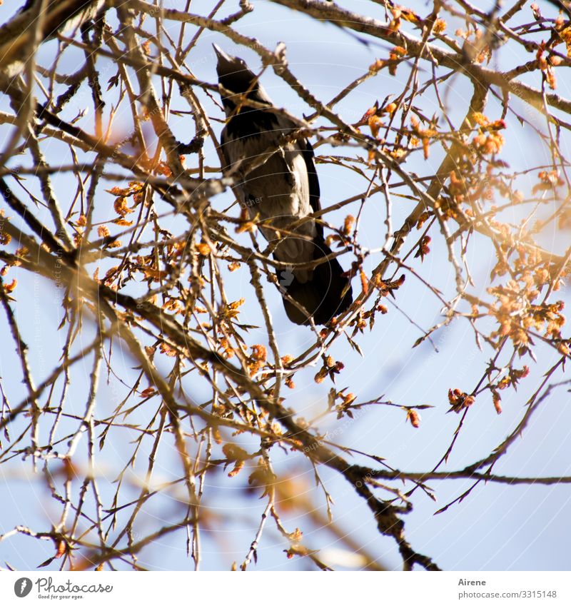 diebische Elster Vogel beobachten gelb Wachsamkeit Schutz Himmel Sträucher Zweige u. Äste Suche Dieb Rabenvögel Garten Park Baum Tag Froschperspektive