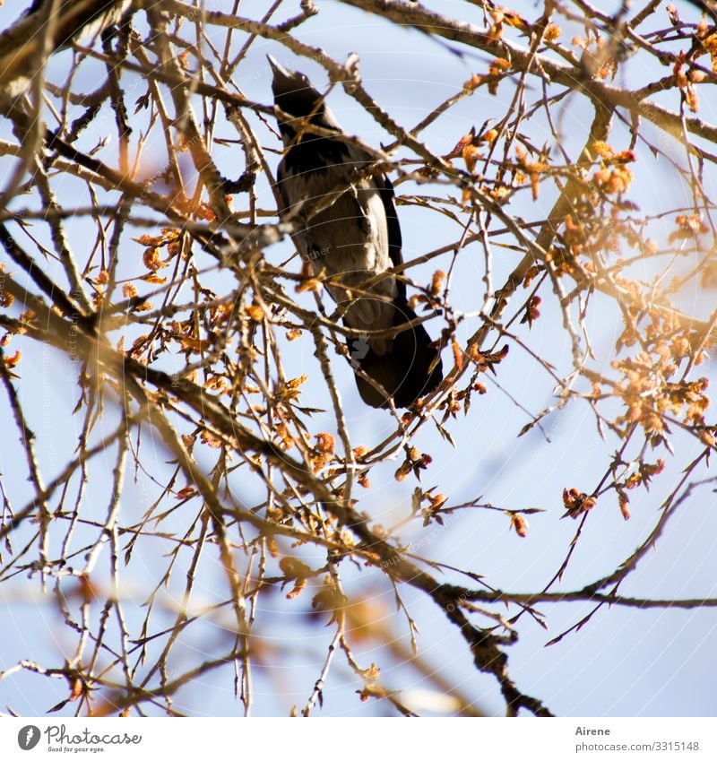 Diebische Elster Vogel Ein Lizenzfreies Stock Foto Von Photocase