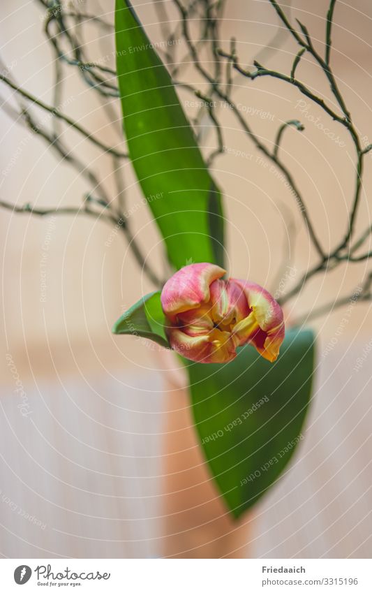 Ein Teil vom Frühling Wohnung Dekoration & Verzierung Blume Tulpe Blumenstrauß Blühend Duft genießen verblüht ästhetisch natürlich gelb grün rot Lebensfreude
