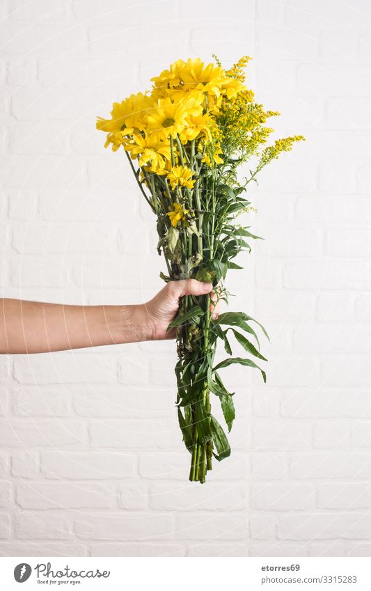 Gelber Blumenstrauß aus Chrysanthemen in Frauenhand vereinzelt gelb Natur weiß Vase Pflanze geblümt grün Haufen Muttertag Valentinstag Beautyfotografie Blüte