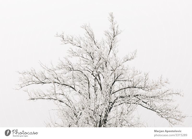 Spitze der schneebedeckten Bäume Umwelt Natur Pflanze Winter Klima Wetter Nebel Eis Frost Schnee Baum kalt Stimmung Gelassenheit Einsamkeit Monochrom 1 Leben