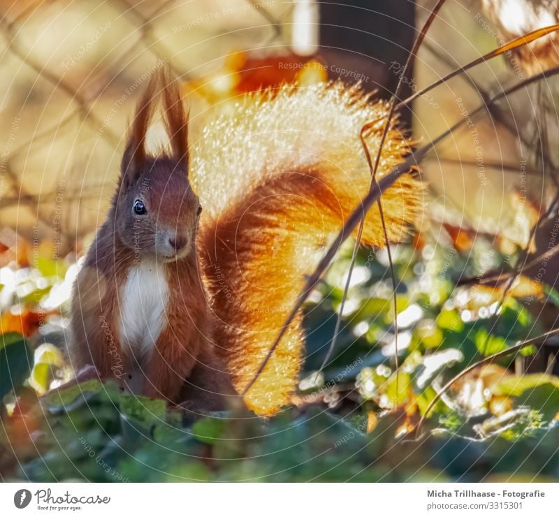 Eichhörnchen im Sonnenschein Natur Tier Sonnenlicht Schönes Wetter Blatt Zweige u. Äste Wildtier Tiergesicht Fell Kopf Ohr Auge Nase Maul 1 beobachten Blick nah