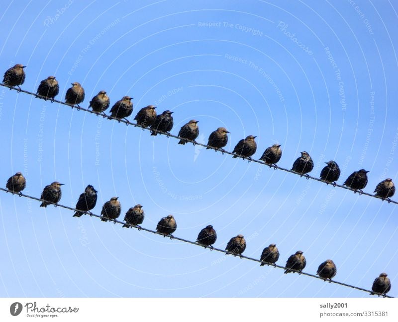 Star - Gruppenbildung... Vogel Vogelschwarm Schwarm Zugvogel Draht Stromleitung sitzen versammeln Himmel Tier Tiergruppe Kommunikation Zusammenhalt warten Natur