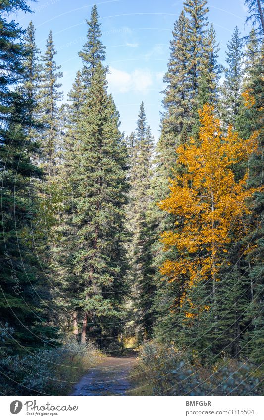 Waldweg Umwelt Natur Landschaft Pflanze Herbst Baum Tanne Laubbaum Zufriedenheit Schutz Geborgenheit Idylle Umweltschutz Vergänglichkeit Wege & Pfade Kanada