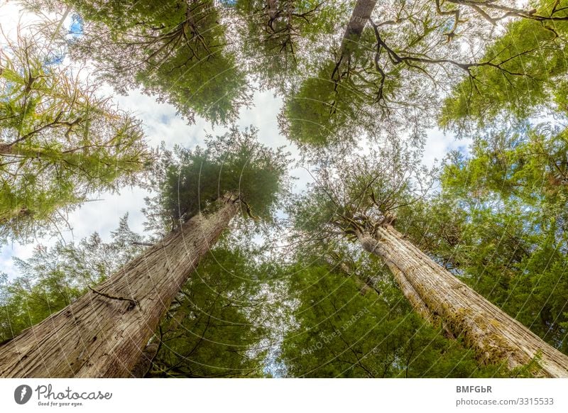 Göttliches Baumdach Umwelt Natur Landschaft Pflanze Douglasien Park Wald Kanada außergewöhnlich gigantisch groß hoch positiv stark Begeisterung Kraft achtsam
