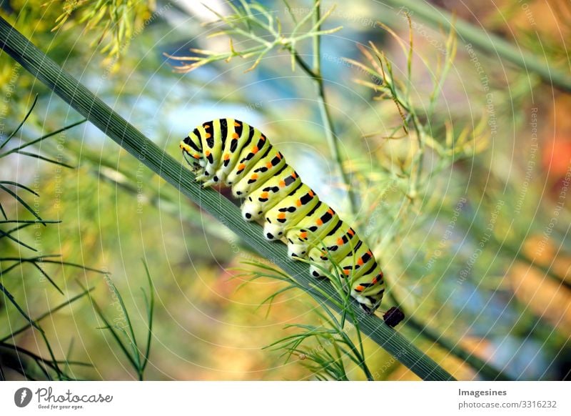 Raupe vom Schmetterling Schwalbenschwanz Papilio machaon auf frischem grünem Dill Anethum graveolens im Garten. Caterpillar auf Dill. Schmetterlingsraupe bekannt als der gemeine gelbe Schwalbenschwanz.